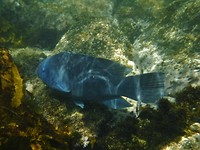 3 Onderwater (2)