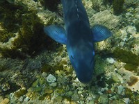 3 Onderwater (3)