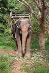 Kijk daar loopt een olifant