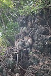 Monkey island