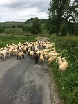 Er zijn echt veel schapen in Engeland