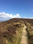 Paarse heide