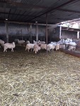 De schapenboerderij
