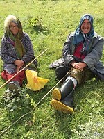 Herderinnen in het veld