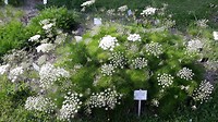 Dag 5 botanische tuin