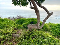 Costa verde