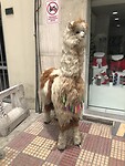 Lama👍