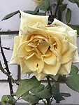 IMG_9699