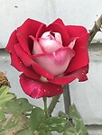 IMG_9700