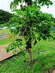 IMG_20240314_110933_Original