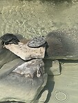 IMG_8781