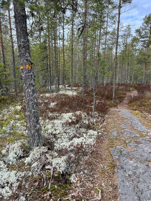 in het bos