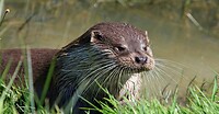 Otter