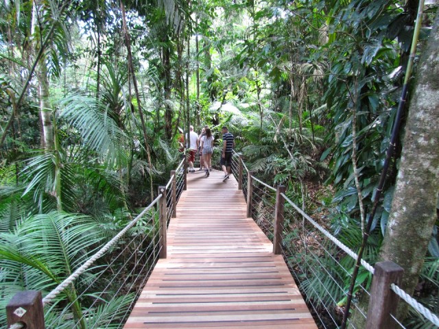 Regenwoud