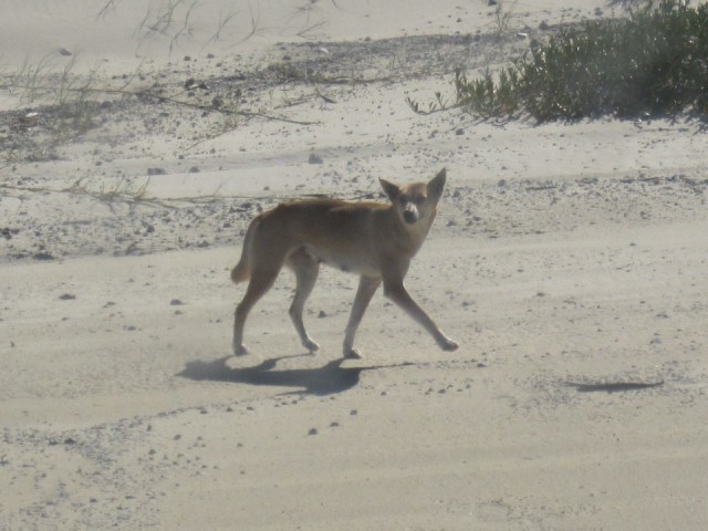 loslopende Dingo