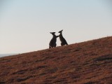 IMG_4389