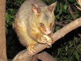 Possum