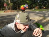 vogels op de camping
