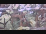 day 2 dive cam 068