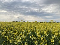 IMG_2696