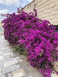IMG_2911