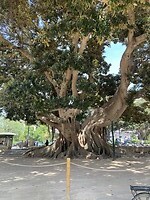 Dikste boom, een ficus