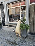 IMG_9207