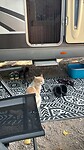 Poes wacht op wat lekkers