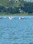 Skadar lake