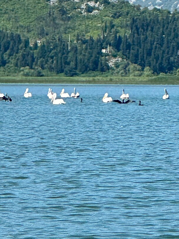 Skadar lake