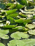 Skadar lake