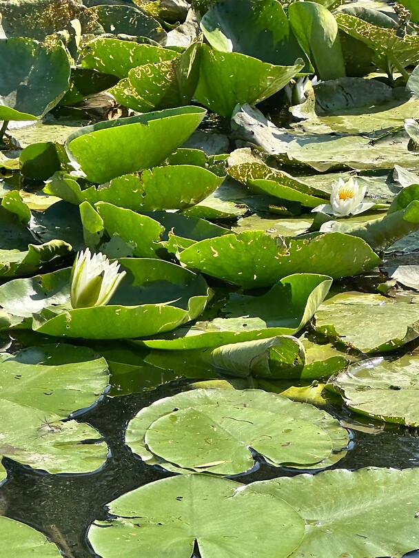Skadar lake