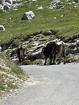 Koeien op de weg
