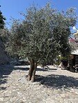 Stari Bar