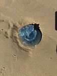 IMG_4587