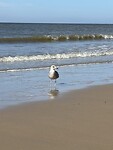 IMG_4588