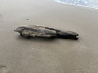 IMG_4591