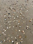 IMG_4594