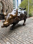 Charging bull