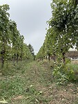 Weingaard Feiten
