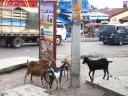 goats at the Terminal (big market and busstation)
