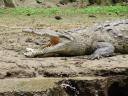 Crocodiles at Canyon Sumidero!