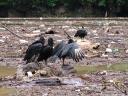 Vulgers and waste at Canyon Sumidero