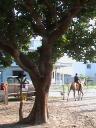 My favorite tree, "el arbol" :)