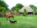 Back garden with Troka, Grio and the dogs