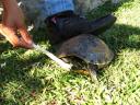 Our new friend Señor Tortuga