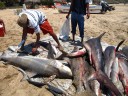 Freshly caught sharks !!