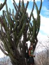 BIG cactus at Hierve el Agua