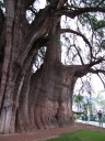 Tule Tree near Oaxaca