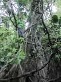 Spot the strangest monkey we saw during the trip!